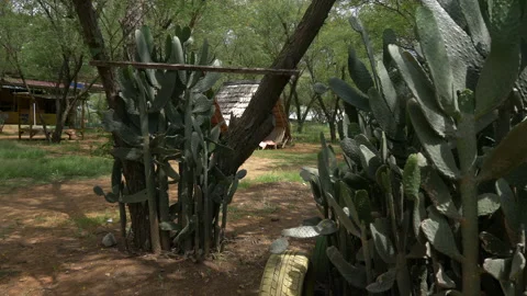 A Bunch of Cactus Saplings Stock Footage 235918812