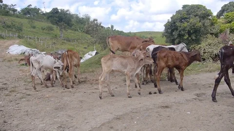 A Bunch of Calves and Cows At A Farm Stock Footage 100920741