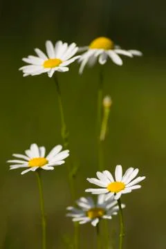 Bunch camomile Stock Photos