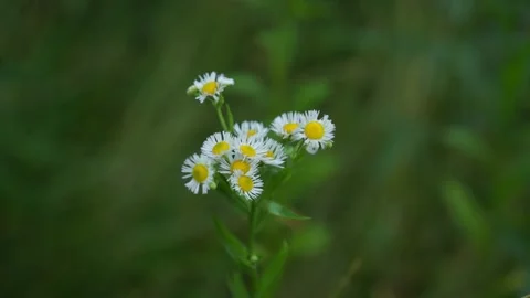 Bunch of camomiles on separate stem sways in light wind Stock Footage 163761637