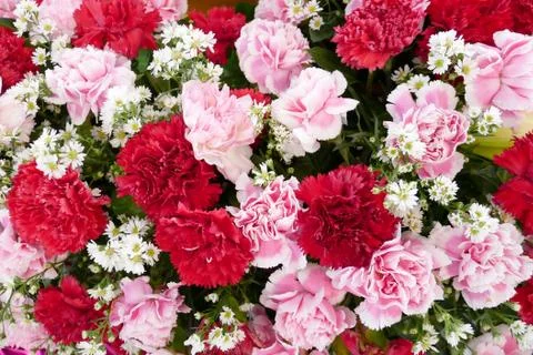 Bunch of carnation flowers Stock Photos