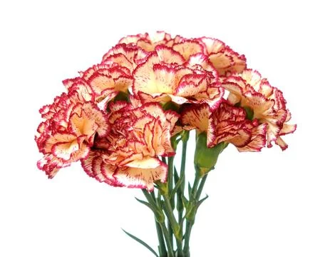 A bunch of carnations Stock Photos
