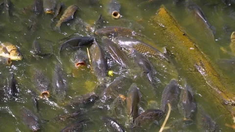 A bunch of carps swimming on the surface Stock Footage 246551509