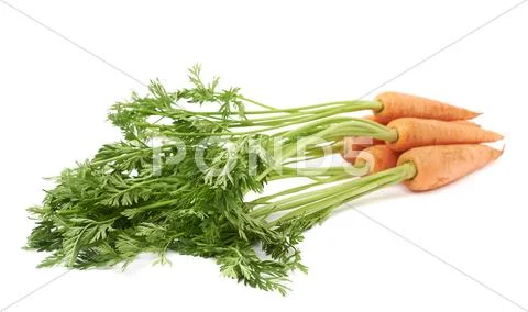 Bunch of carrot with the green top isolated over white background Stock Photos