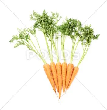 Bunch of carrot with the green top isolated over white background Stock Photos