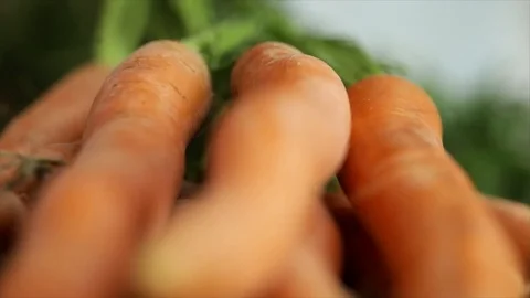Bunch of Carrots Focus Wanders to Background Closeup Stock Footage 99163966