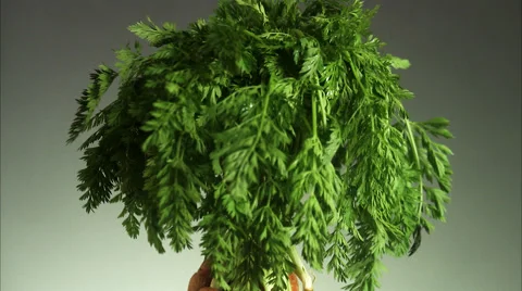 A bunch of carrots. Stock-Footage 51858250