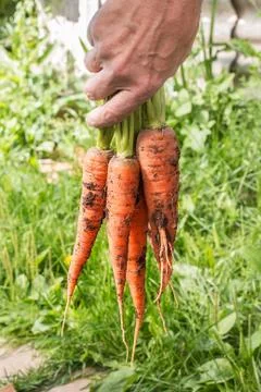 Bunch of carrots in a hand with soft background Foto stock