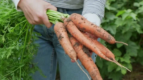 Bunch of carrots in hands Vídeo Stock 138014340