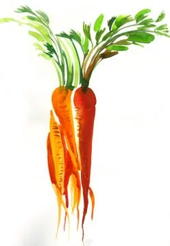 Bunch of carrots Stock Illustration