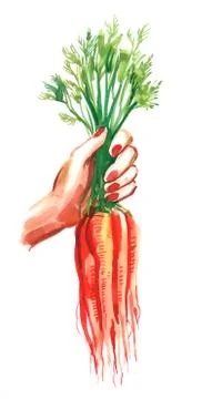 Bunch of carrots Stock Illustration