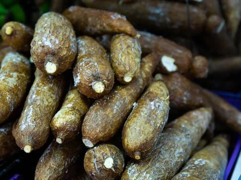 Bunch of cassava tubers Stock Photos