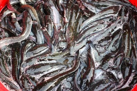 A bunch of catfish Stock Photos