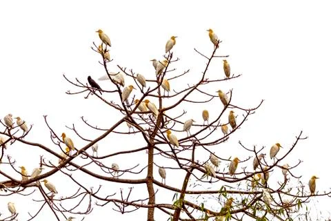 A bunch of Cattle Egrets sitting on a tree In lakeside Pokhara 스톡 사진