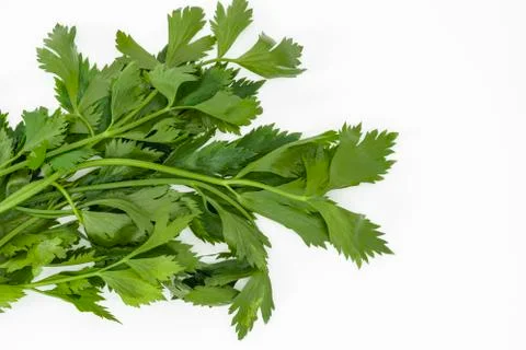 Bunch of Celery leaves on a white background Foto stock