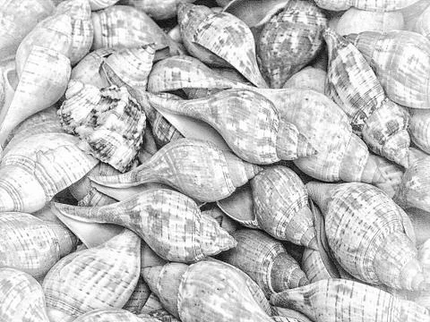 Bunch of cerith shells Stock Illustration