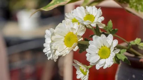 Bunch of chamomile flower Stock Photos