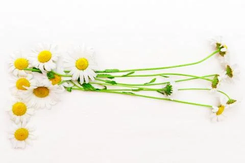 Bunch of chamomile on white background Gratis Stockfotos