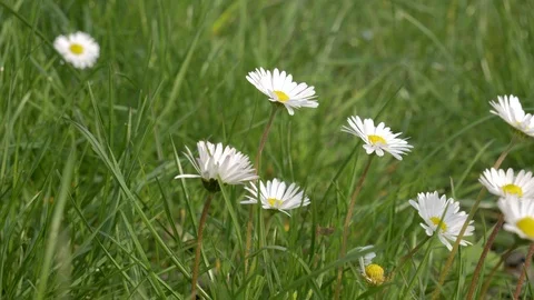 A bunch of chamomiles are gently swinging under the pale wind of the spring Video stock 106892406