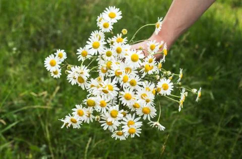 Bunch of chamomiles in a hand in a field Stock Photos
