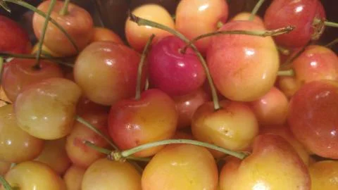 Bunch of Cherries Closeup 스톡 사진