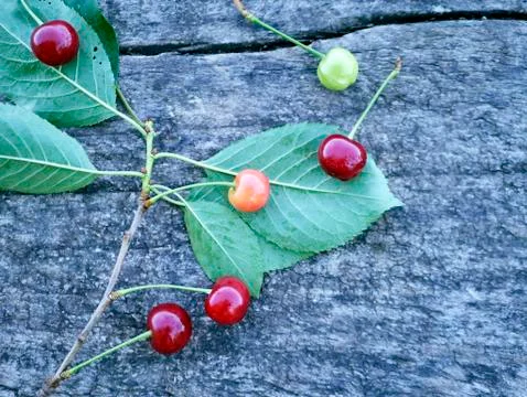 Bunch of cherries on a gray background Stock Photos