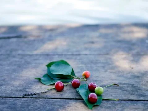 Bunch of cherries on a gray background Stock Photos