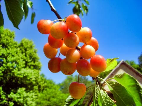 Bunch of cherries Stock Photos