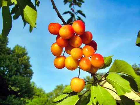 Bunch of cherries Stock Photos