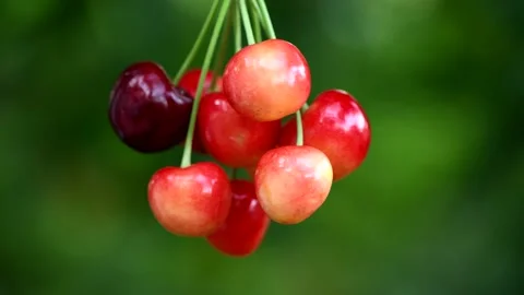 A bunch of cherries rotate clockwise. Fresh juicy sweet cherry rotate. Stock Footage 157129573