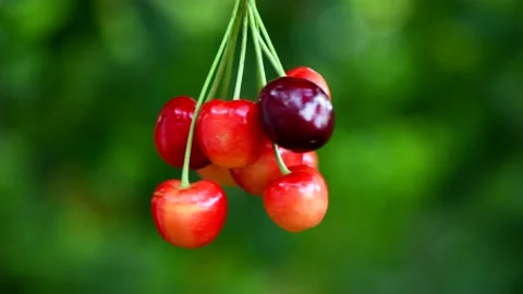 A bunch of cherries rotate Counterclockwise. Fresh juicy sweet cherry rotate. Stock Footage 157129815