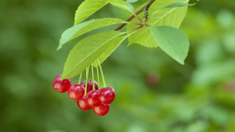 Bunch of cherries on a tree branch sways in the wind. Stock Footage 278277964