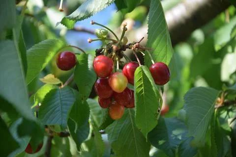 Bunch of cherries on the tree Stock Photos