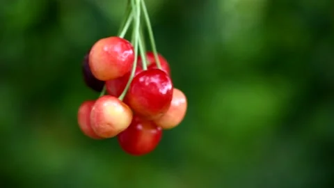 A bunch of cherries vibrates like a pendulum. Stock Footage 157129630
