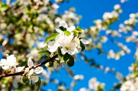 Bunch of cherry blossom Foto stock