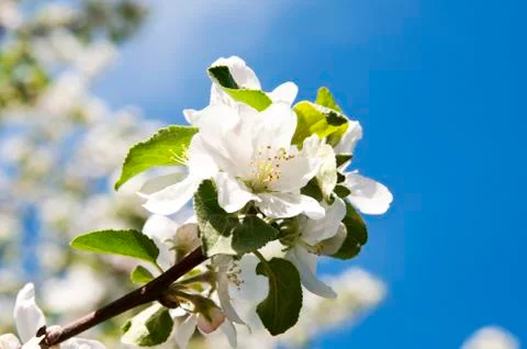 Bunch of cherry blossom Stock Photos