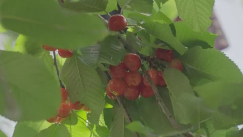 Bunch Of Cherry, Detail In Slow Motion Video stock 276193571