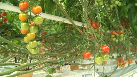 Bunch of cherry tomatoes 1 Stock Footage 40611114