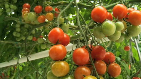 Bunch of cherry tomatoes 2 Stock Footage 40611379