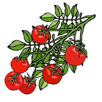 Bunch of Cherry Tomatoes on a Branch With Leaves. Botanical Gardening Illustr Stock-Illustration