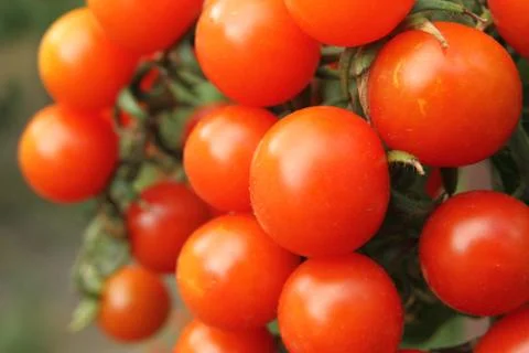 Bunch of cherry tomatoes on the branch Stock Photos