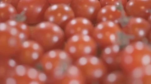 A Bunch Of Cherry Tomatoes Stock Footage 109348609