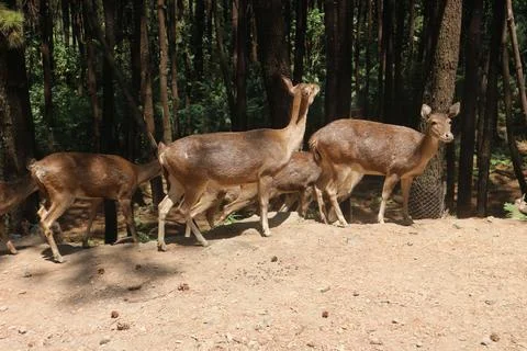 A bunch of Chital Stock Photos