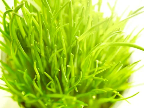 Bunch of chive in flower pot right on top Stock Photos