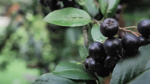 Bunch of chokeberry dangles from the bush branches Stock Footage 244739807