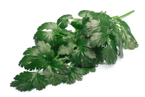 Bunch of Cilantro, paths Stock Photos