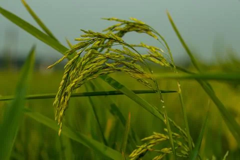 The bunch of closeup Paddy that used for rice production Stock Photos