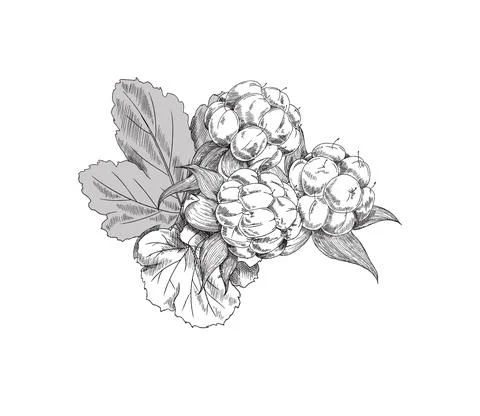 Bunch of cloudberries with leaves, hand drawn sketch vector illustration Stock Illustration
