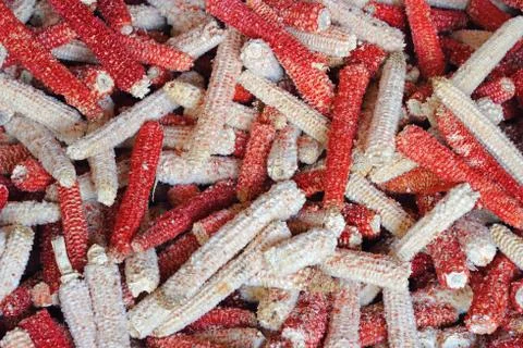 Bunch of cobs Stock Photos