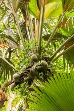 A Bunch Of Coco De Mer Nuts Stock Photos